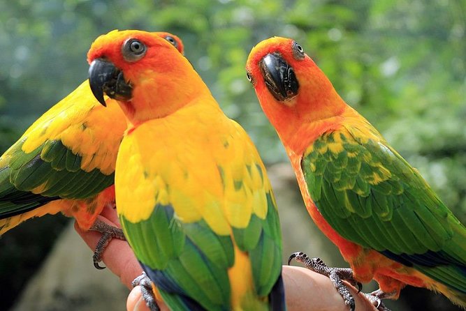 Eco Explorers Waterfall, Rainforest, local Shopping with lunch - Key things to know before you go