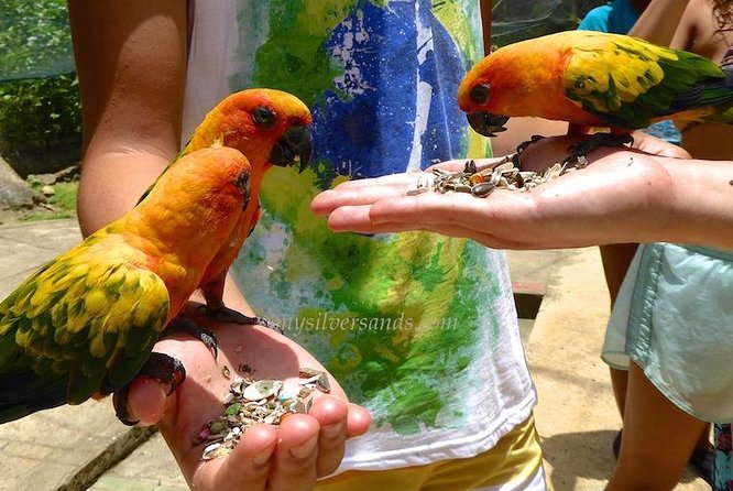Eco Explorers Waterfall, Rainforest, local Shopping with lunch - Park walks and picture-friendly timing