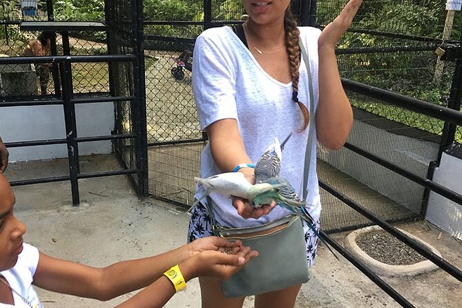 Eco Explorers Waterfall, Rainforest, local Shopping with lunch - The Courtney Taylor stop and Juici Patties bite