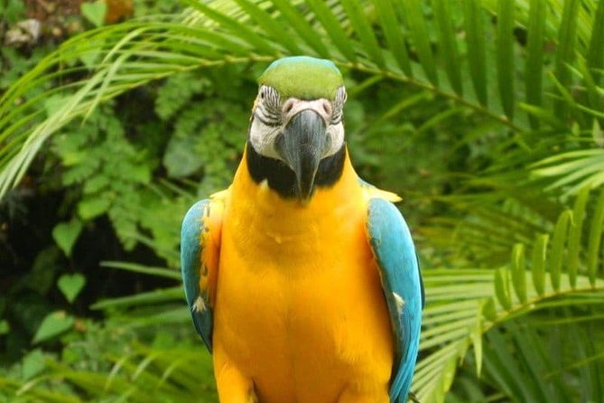 Eco Explorers Waterfall, Rainforest, local Shopping with lunch - Fern Gully and the botanical garden: wildlife without the stress