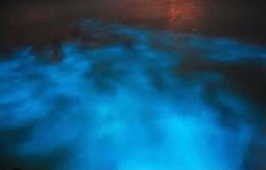Luminous lagoon : Night Tour from Ocho Rios and Runaway Bay - Why Falmouth’s Luminous Lagoon glows so hard at night