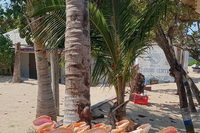 Ocho Rios Scenic Views, Culture and Adventure - Transportation, timing, and what the 4 hours feels like