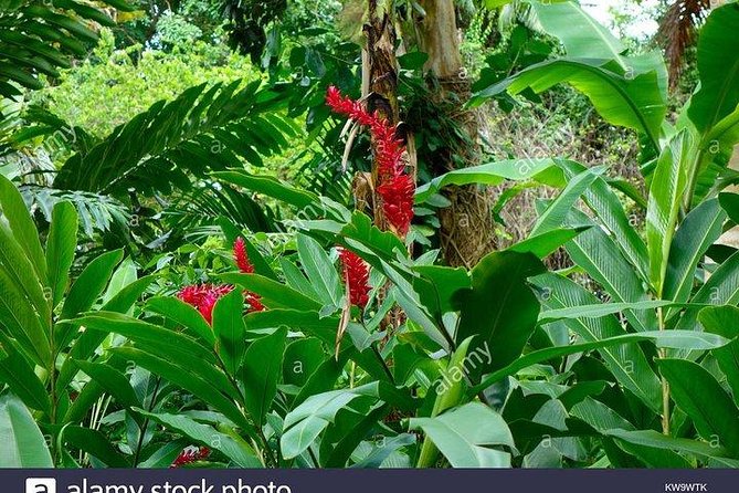 Private Combo Tour From Ocho Rios To Blue Hole & Konoko Falls - Blue Hole Adventure: Mineral Pools, Cliff Jumps, and Rope Swing Energy