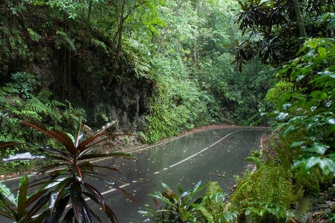 Private Sightseeing Tour in & Around Ocho Rios - Fern Gully road: hundreds of ferns and why you should keep your camera handy