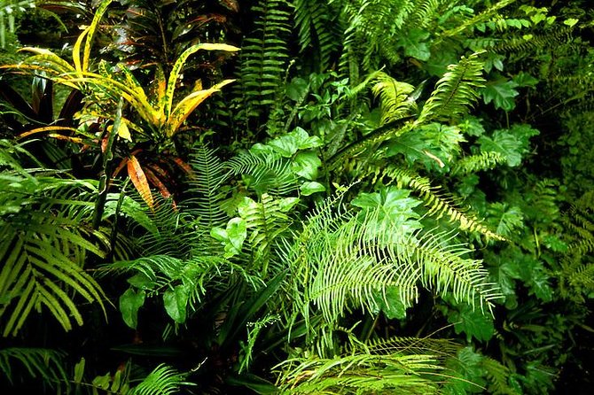 Private Sightseeing Tour in & Around Ocho Rios - Botanical garden area: medicinal plants, spices, and a Mick Jagger sight line