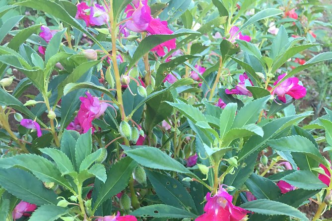 Taste of Jamaica Farm Cookout - Traverse Jamaica Tours Farm: Medicinal Herbs, Ornamental Plants, and Farmer Life