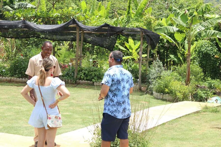 Taste of Jamaica Farm & Food Tour - Taste of Jamaica Farm: a calm, food-first side trip from Ocho Rios