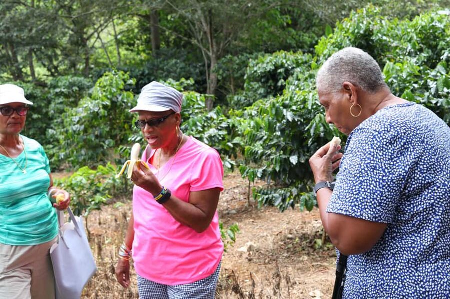 Taste of Jamaica Farm & Food Tour - Gift shop stop: buy labeled medicinal herbs and teas to take home