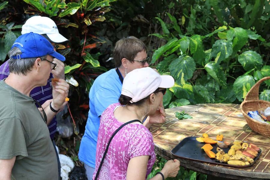 Taste of Jamaica Farm & Food Tour - Herbal Garden walk in Clarendon Parish: learn plant names and uses